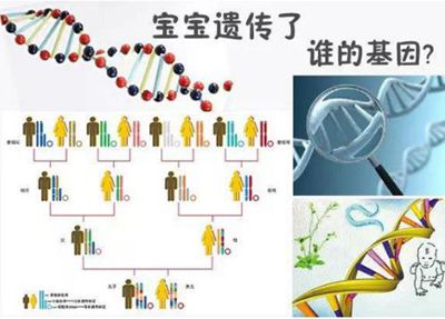 智商遗传父亲还是母亲
