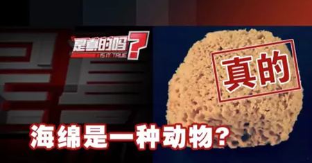 为什么说海绵是动物？
