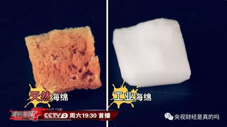 为什么说海绵是动物？
