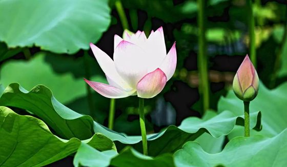 为什么荷花能生活在水中？