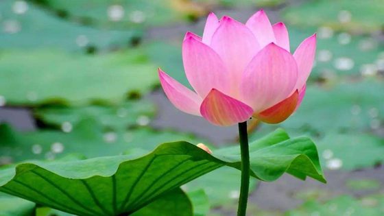 为什么荷花能生活在水中？