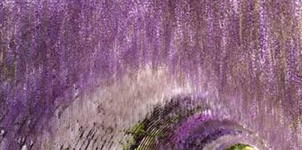 紫藤的花语